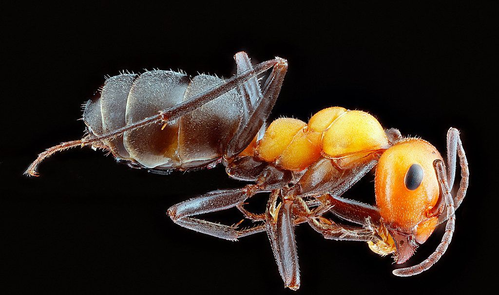 Ant Control service in North Bethesda, MD