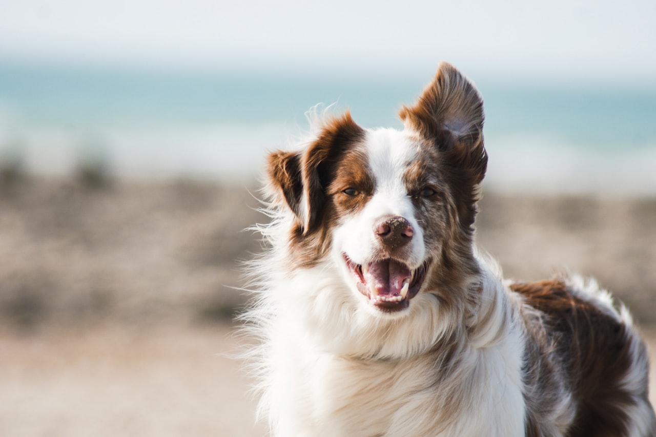 Flea & Tick Control service in North Bethesda, MD