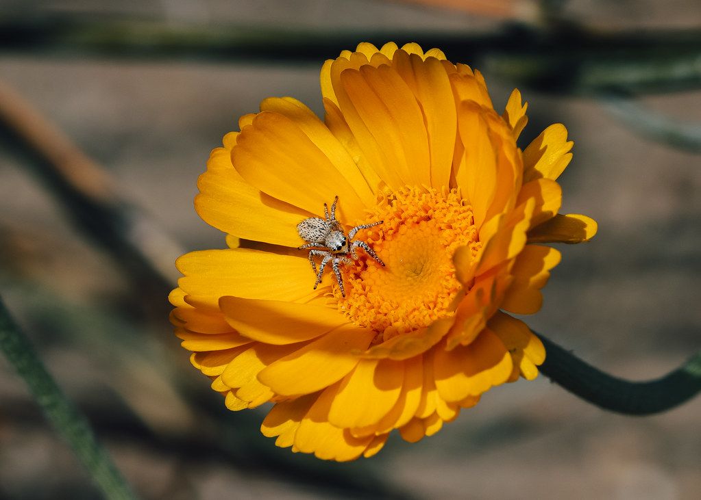 Spider Control service in North Bethesda, MD